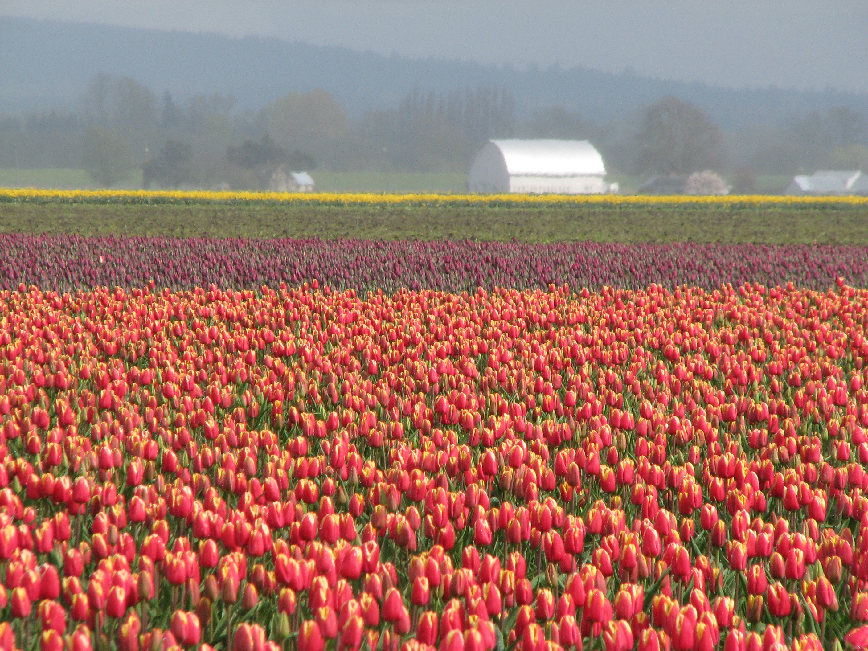 Our Move to Seattle Tulip Festival IMG_5928